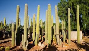 Botani Cactus