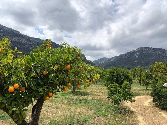 Ecovinyassa
